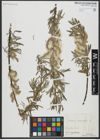 Foto von Salix viminalis L.